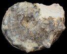 Mammites Ammonite - Goulmima, Morocco #44648-1